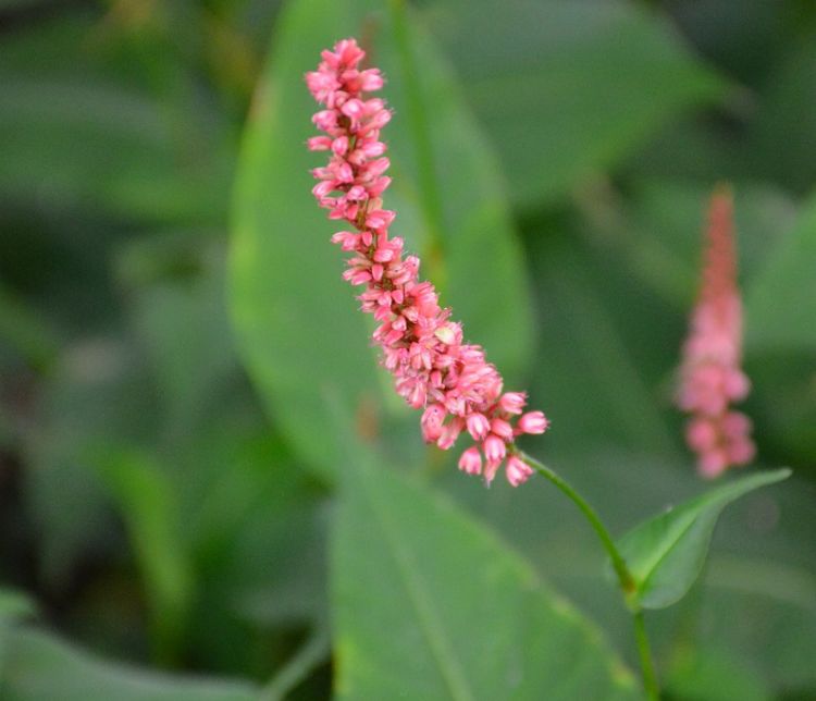 <i>Persicaria amplexicaulis</i> Orangofield' <i>Persicaria amplexicaulis</i> Orangofield'