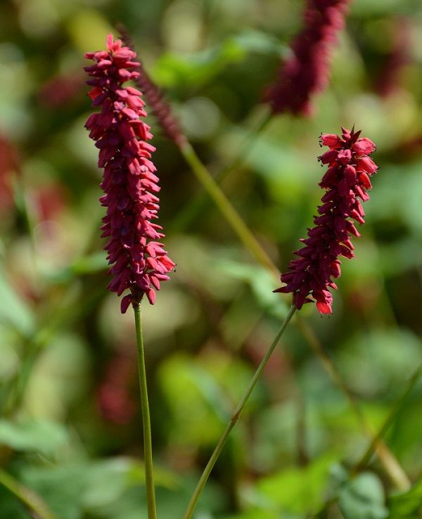 <i>Persicaria amplexicaulis</i> 'Taurus' <i>Persicaria amplexicaulis</i> 'Taurus'
