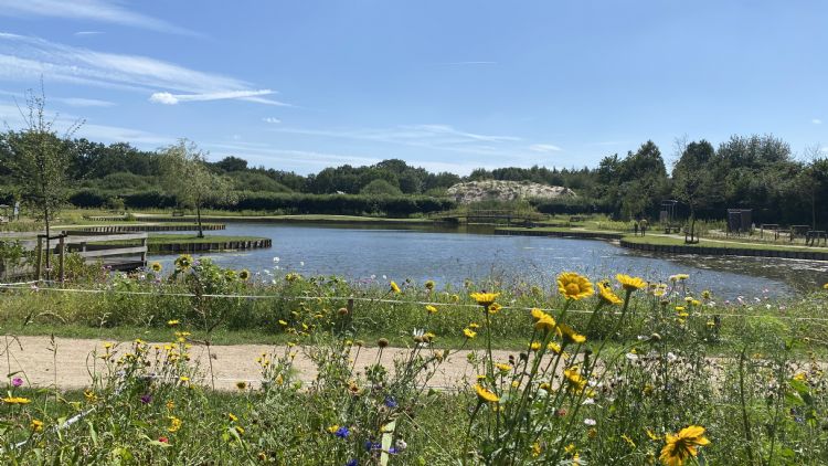 Camping De Kleine Wolf in Ommen zaaide de afgelopen jaren verschillende eenjarige bloemenmengsels. 'Wij vinden bloemen echt van deze tijd. Ze zijn goed voor de insecten en we krijgen heel positieve reacties. Als je ziet hoeveel mensen erdoorheen lopen, Camping De Kleine Wolf in Ommen zaaide de afgelopen jaren verschillende eenjarige bloemenmengsels. 'Wij vinden bloemen echt van deze tijd. Ze zijn goed voor de insecten en we krijgen heel positieve reacties. Als je ziet hoeveel mensen erdoorheen lopen,