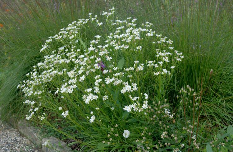 <i>Aster ptarmicoides</i> Foto 1 <i>Aster ptarmicoides</i> Foto 1