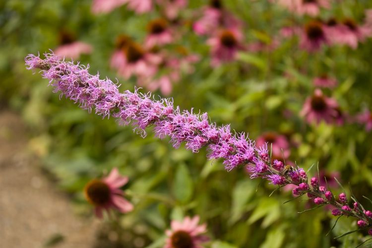 <i>Liatris aspera</i> of lampenpoetser <i>Liatris aspera</i> of lampenpoetser