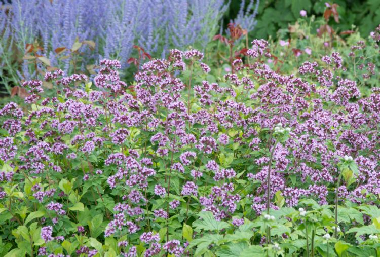 <i>Origanum laevigatum</i> 'Herrenhausen' of marjolein <i>Origanum laevigatum</i> 'Herrenhausen' of marjolein