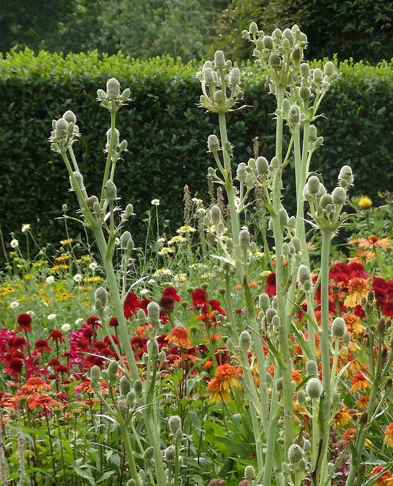 <i>Eryngium agavifolium</i> of kruisdistel <i>Eryngium agavifolium</i> of kruisdistel