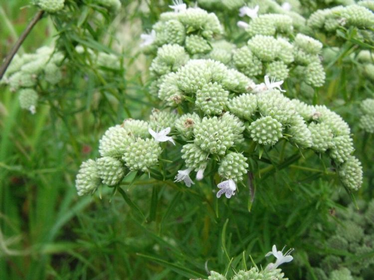 <i>Pycnanthemum flexuosum</i> of bergmunt <i>Pycnanthemum flexuosum</i> of bergmunt