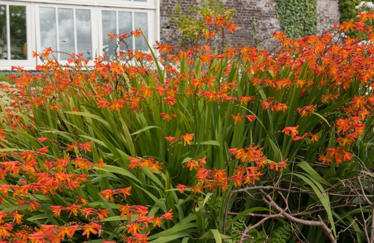 <i>Crocosmia masoniorum</i> <i>Crocosmia masoniorum</i>