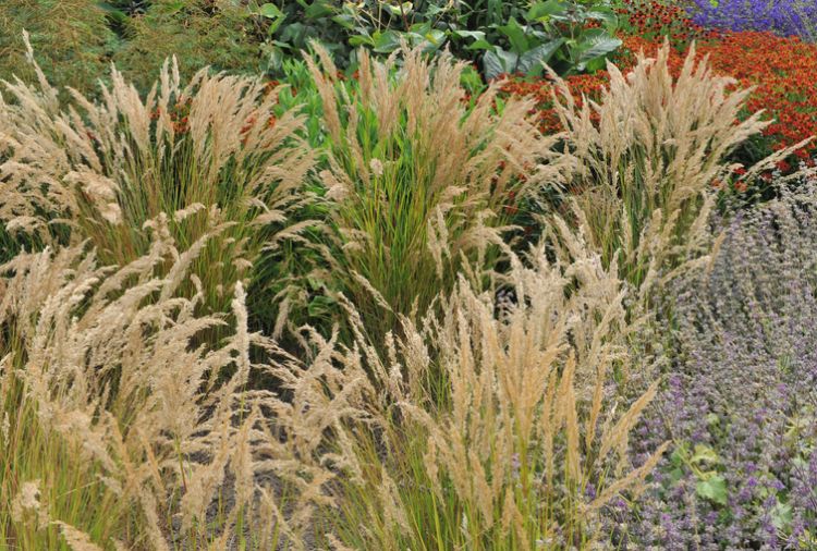 <i>Achnaterum calamagrostis</i> of struisvedergras <i>Achnaterum calamagrostis</i> of struisvedergras