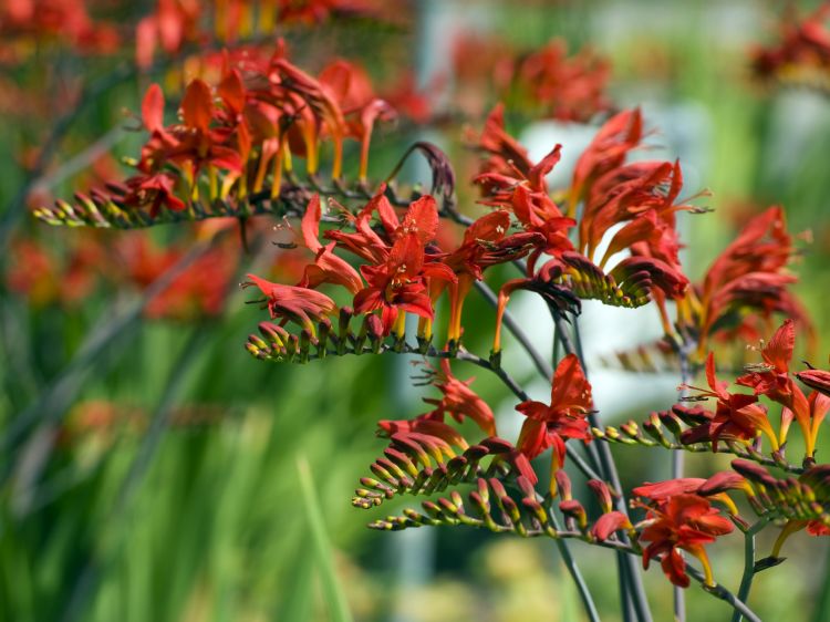 <i>Crocosmia</i> 'Lucifer' <i>Crocosmia</i> 'Lucifer'