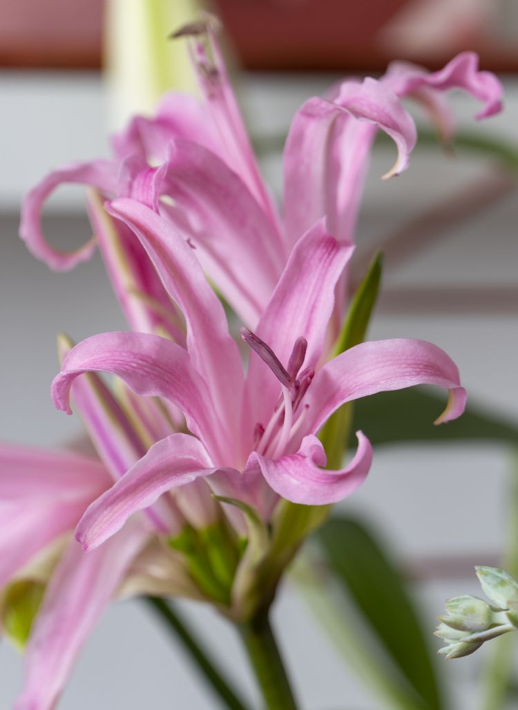 Nerine bowdenii Nerine bowdenii