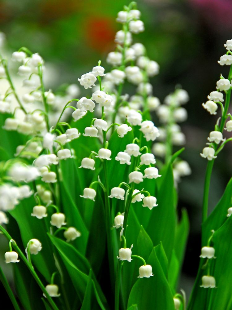 <i>Convallaria majalis</i> <i>Convallaria majalis</i>