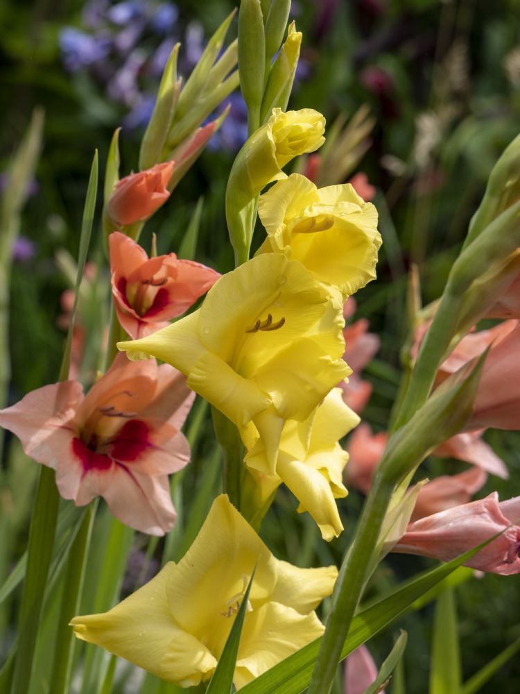 Grootbloemig gladiolenmengsel Grootbloemig gladiolenmengsel