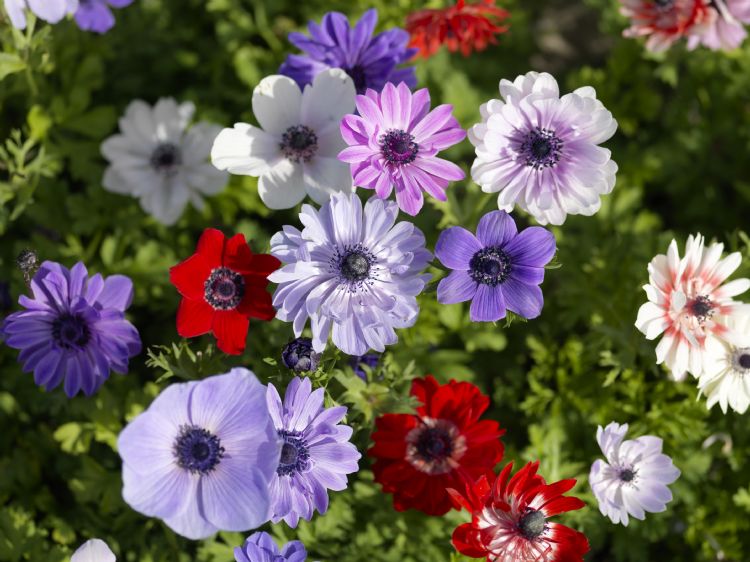 <i>Anemone coronaria</i> <i>Anemone coronaria</i>