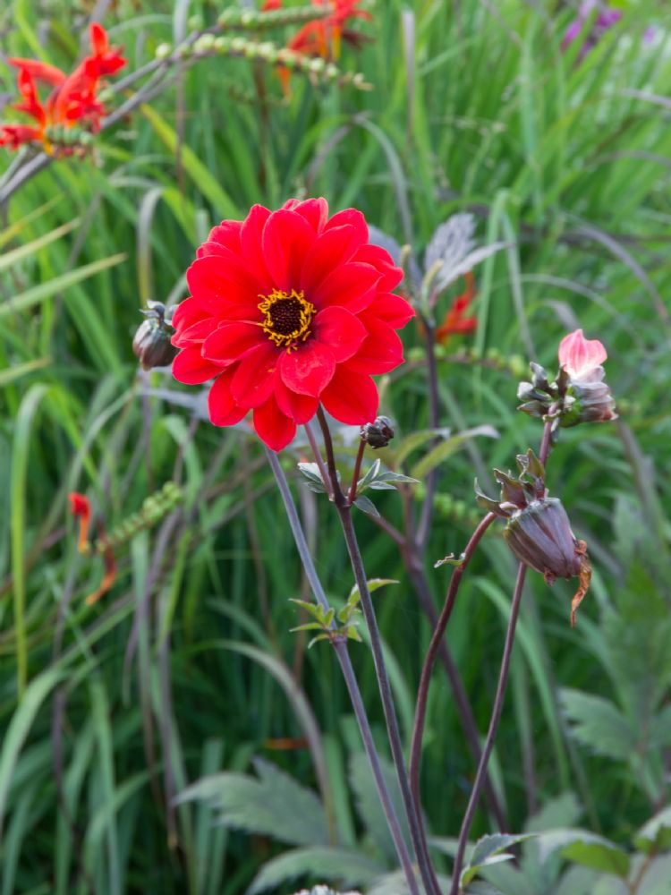 <i>Dahlia</i> 'Bishop of Llandaff' <i>Dahlia</i> 'Bishop of Llandaff'