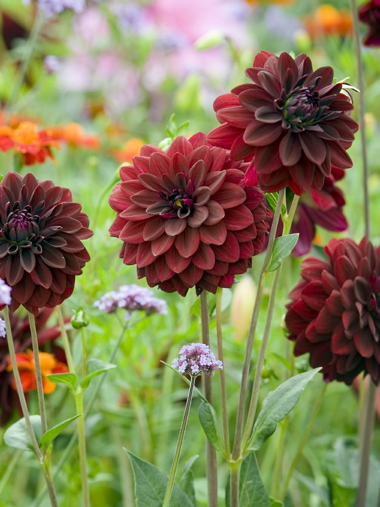 <i>Dahlia</i> 'Arabian Night' <i>Dahlia</i> 'Arabian Night'