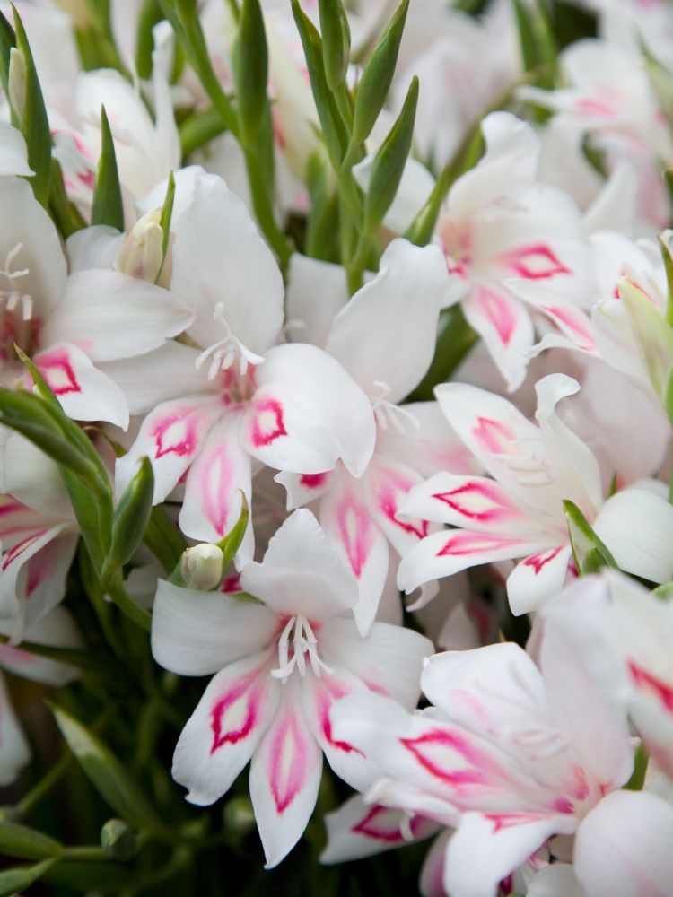 <i>Gladiolus nanus</i>-mengsel <i>Gladiolus nanus</i>-mengsel