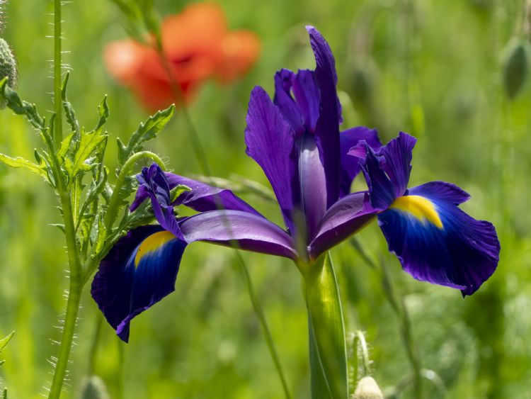 <i>Iris hollandica</i> 'Blue Magic' <i>Iris hollandica</i> 'Blue Magic'