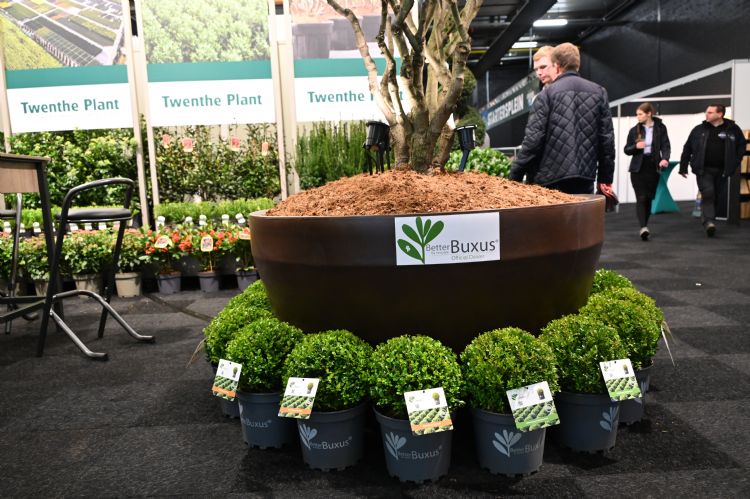 De Betterbuxus is volgens Twenthe Plant resistent tegen schimmels. De Betterbuxus is volgens Twenthe Plant resistent tegen schimmels.
