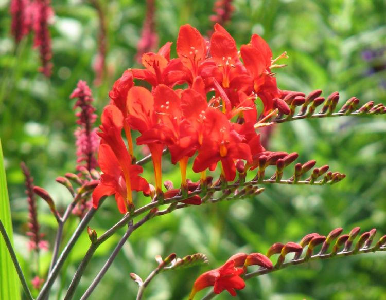 <i>Crocosmia</i> 'Lucifer' <i>Crocosmia</i> 'Lucifer'