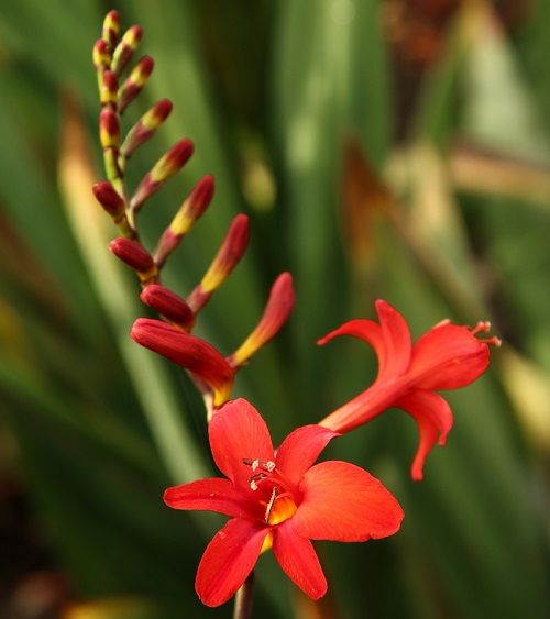 <i>Crocosmia</i> 'Crowing Rooster' <i>Crocosmia</i> 'Crowing Rooster'