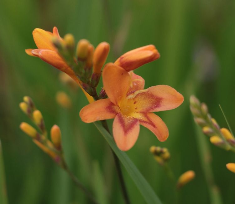 <i>Crocosmia</i> 'Forbidden City' <i>Crocosmia</i> 'Forbidden City'