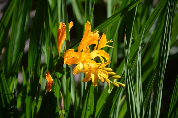 <i>Crocosmia</i> 'Paul's Best Yellow' <i>Crocosmia</i> 'Paul's Best Yellow'