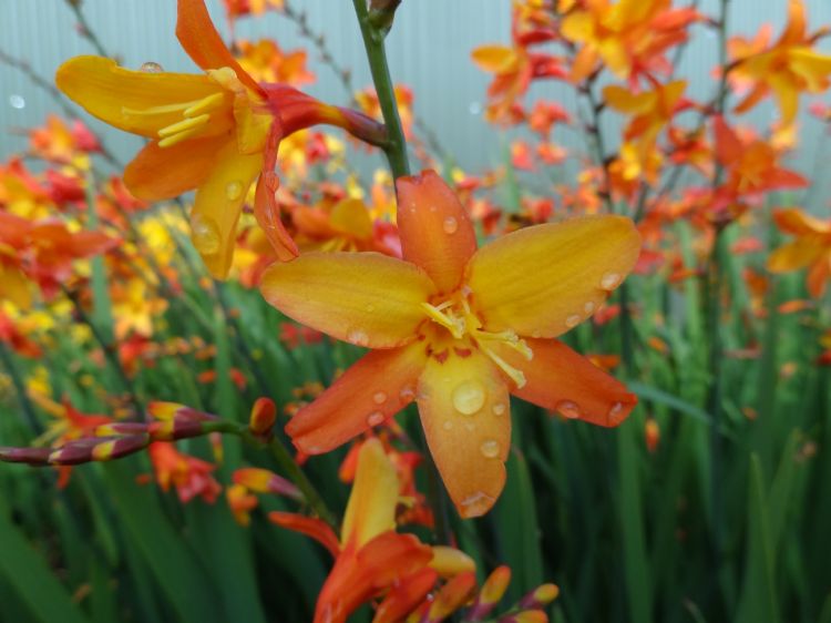 <i>Crocosmia</i> 'PEK OR' ORANGE PEKOE <i>Crocosmia</i> 'PEK OR' ORANGE PEKOE