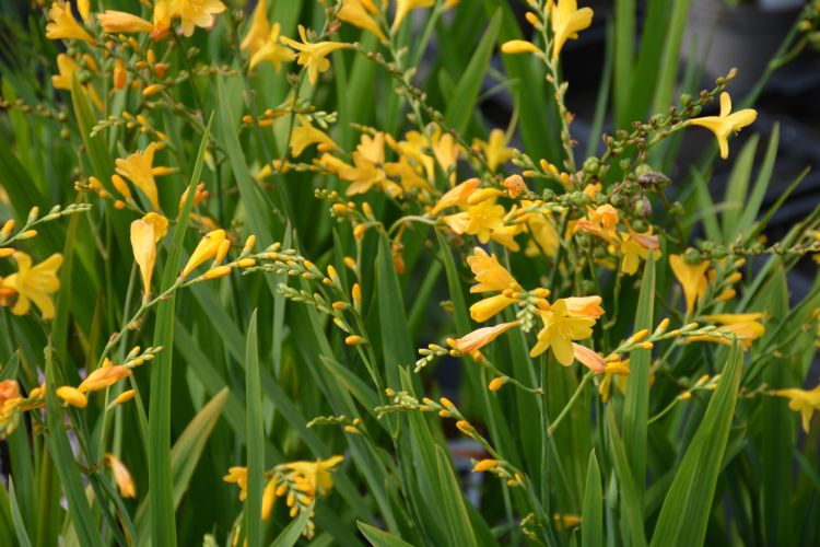 <i>Crocosmia</i> 'Tai Pan' <i>Crocosmia</i> 'Tai Pan'