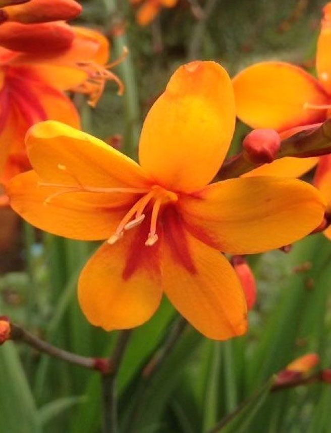 <i>Crocosmia</i> 'Walbreyes' WALBERTONS BRIGHT EYES <i>Crocosmia</i> 'Walbreyes' WALBERTONS BRIGHT EYES