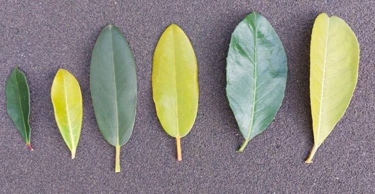 Drie planten met bladeren zónder en mét gebreken. V.l.n.r.: <i>Skimmia, Rhododendron</i> en <i>Prunus</i>