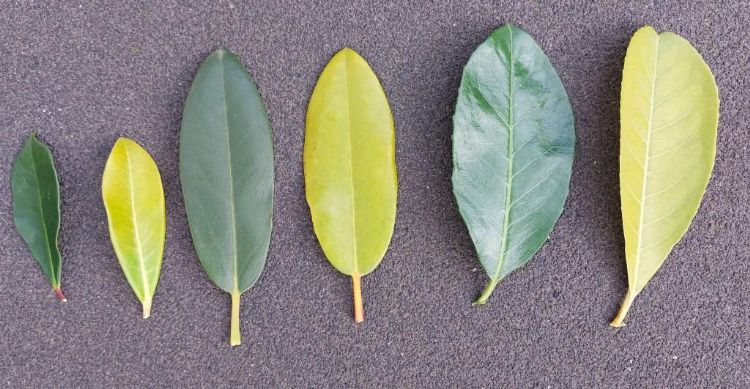 Drie planten met bladeren zónder en mét gebreken. V.l.n.r.: <i>Skimmia, Rhododendron</i> en <i>Prunus</i> Drie planten met bladeren zónder en mét gebreken. V.l.n.r.: <i>Skimmia, Rhododendron</i> en <i>Prunus</i>