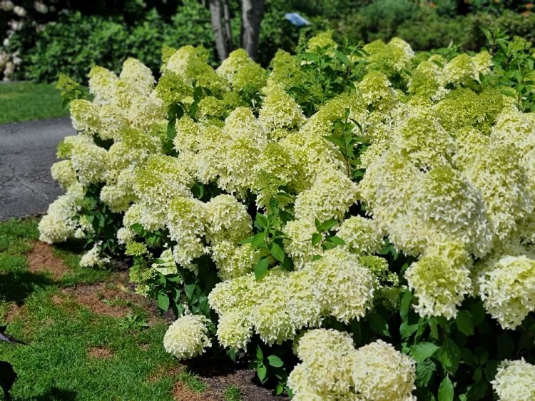Hydrangea paniculata Little Spooky ('GRHP08'PBR) Hydrangea paniculata Little Spooky ('GRHP08'PBR)