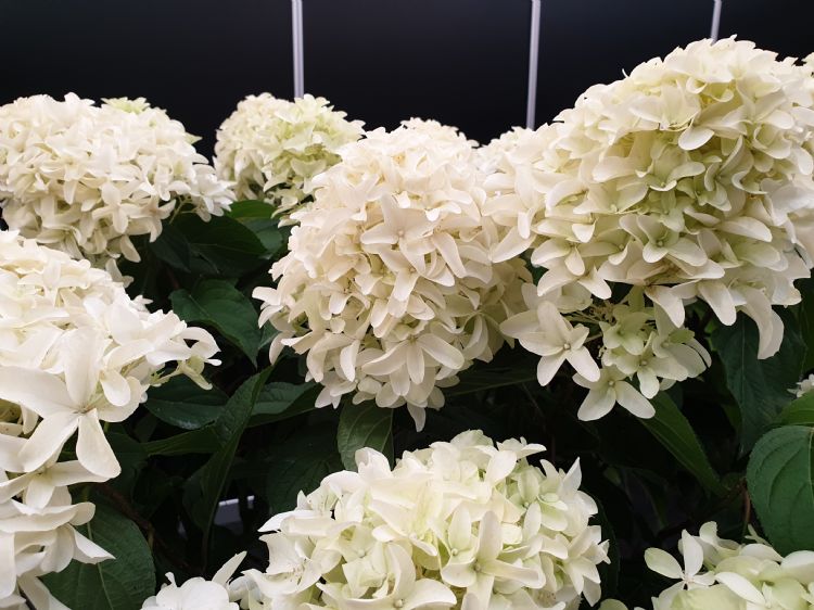 Hydrangea paniculata Skyfall ('Frenne'PBR) Hydrangea paniculata Skyfall ('Frenne'PBR)