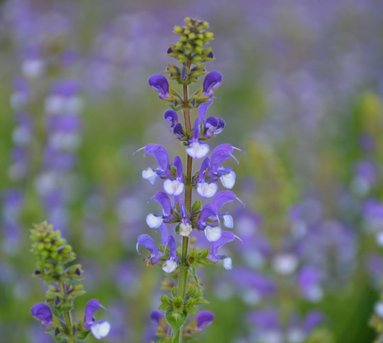 <i>Salvia</i> 'Azure Snow' <i>Salvia</i> 'Azure Snow'