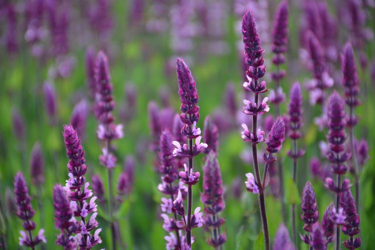 #P<i>Salvia nemorosa</i> 'Caradonna Pink' #P<i>Salvia nemorosa</i> 'Caradonna Pink'