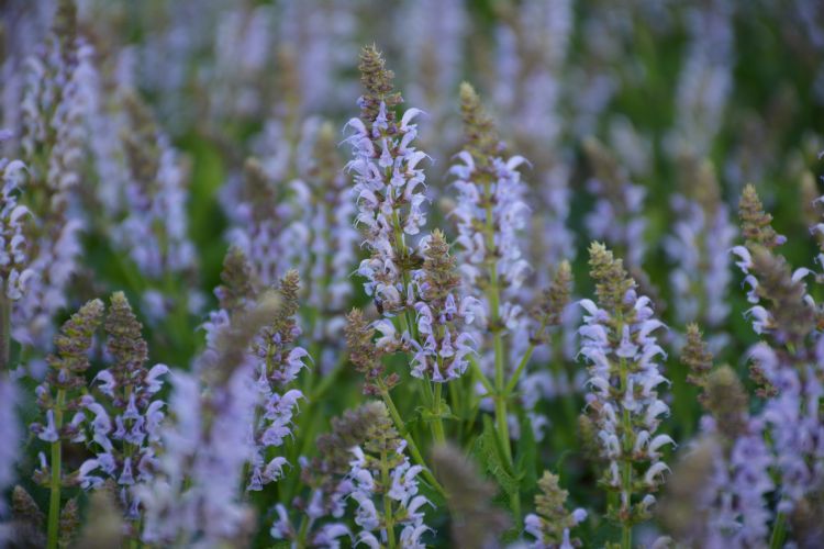 <i>Salvia</i> 'Crystal Blue' <i>Salvia</i> 'Crystal Blue'