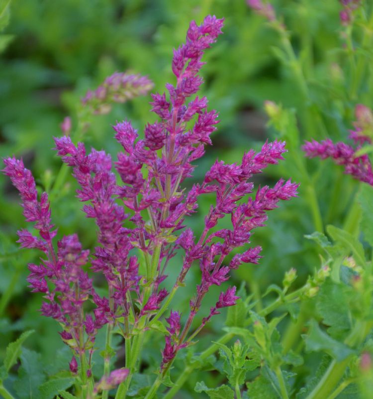 <i>Salvia nemorosa</i> 'Schwellenburg' <i>Salvia nemorosa</i> 'Schwellenburg'