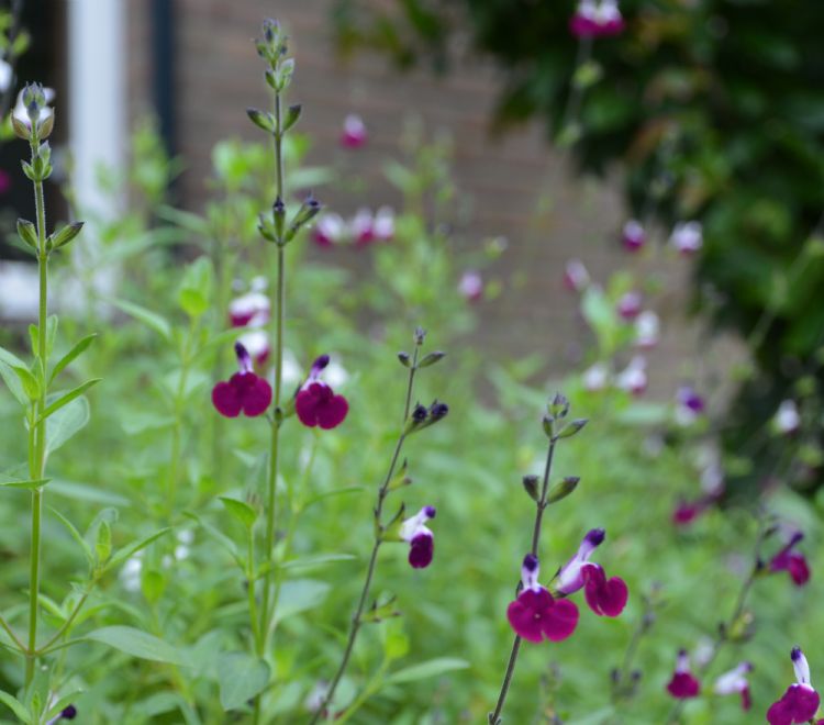 <i>Salvia</i> 'Amethyst Lips' <i>Salvia</i> 'Amethyst Lips'