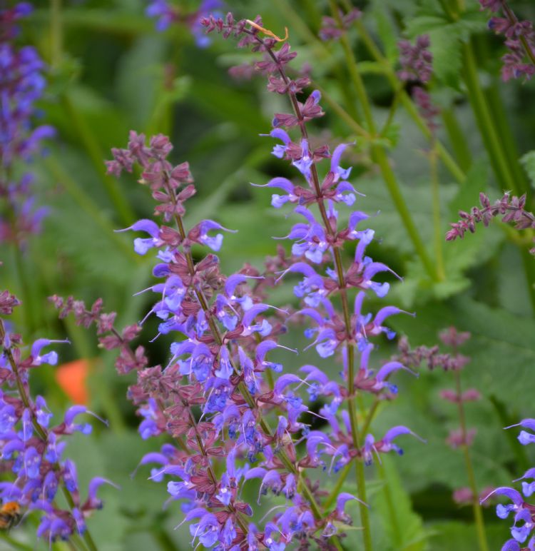 Salvia ‘Indigo Spires’ Salvia ‘Indigo Spires’