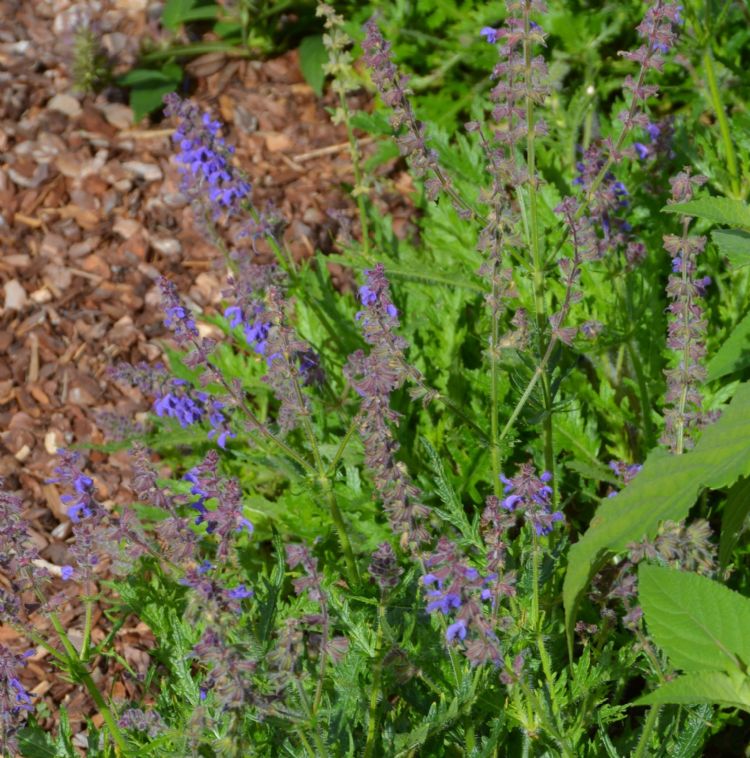 <i>Salvia</i> 'Bocofpea' FEATHERS PEACOCK <i>Salvia</i> 'Bocofpea' FEATHERS PEACOCK