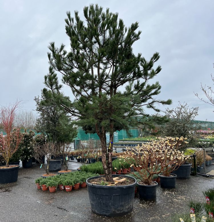 <i>Pinus nigra</i>, solitair