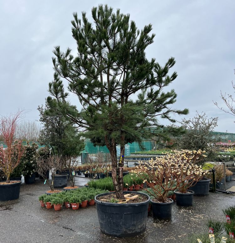 <i>Pinus nigra</i>, solitair <i>Pinus nigra</i>, solitair