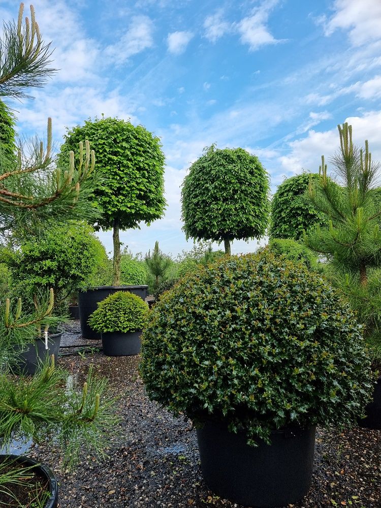 Ilex aquifolium en Carpinus betulus Beehive Ilex aquifolium en Carpinus betulus Beehive