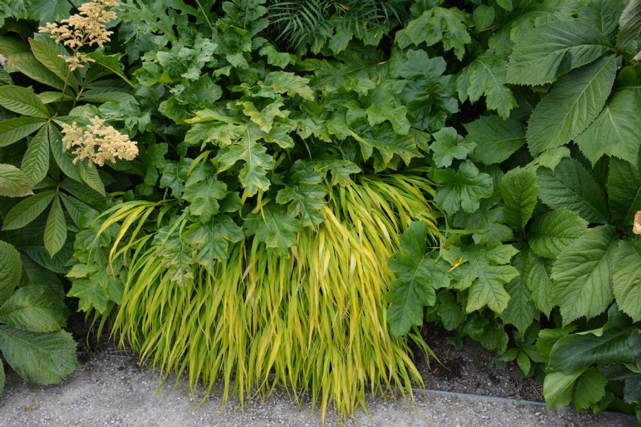 <i>Hakonachloa macra</i> <i>Hakonachloa macra</i>