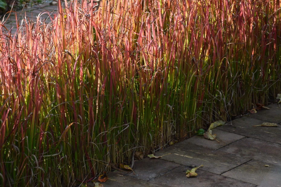 <i>Imperata cylindrica</i> 'Red Baron' <i>Imperata cylindrica</i> 'Red Baron'