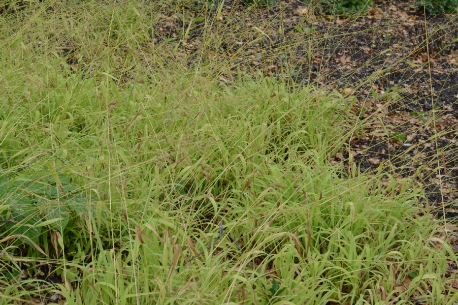 <i>Milium effusum</i> 'Aureum' <i>Milium effusum</i> 'Aureum'