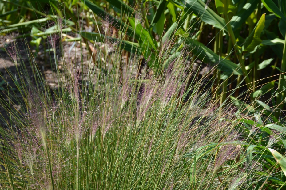 <i>Muhlenbergia capillaris</i> <i>Muhlenbergia capillaris</i>