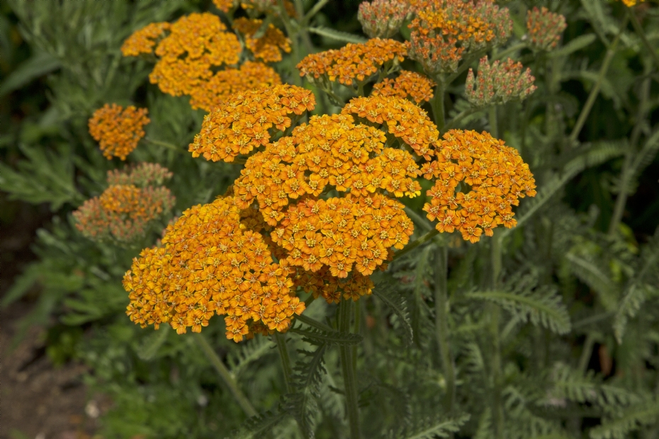 <i>Achillea</i> 'Terracotta' (duizendblad) <i>Achillea</i> 'Terracotta' (duizendblad)
