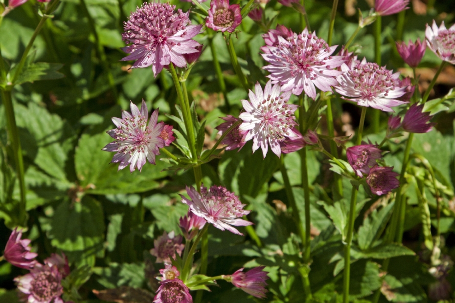 <i>Astrantia major</i> 'Roma' (Zeeuws knoopje) <i>Astrantia major</i> 'Roma' (Zeeuws knoopje)