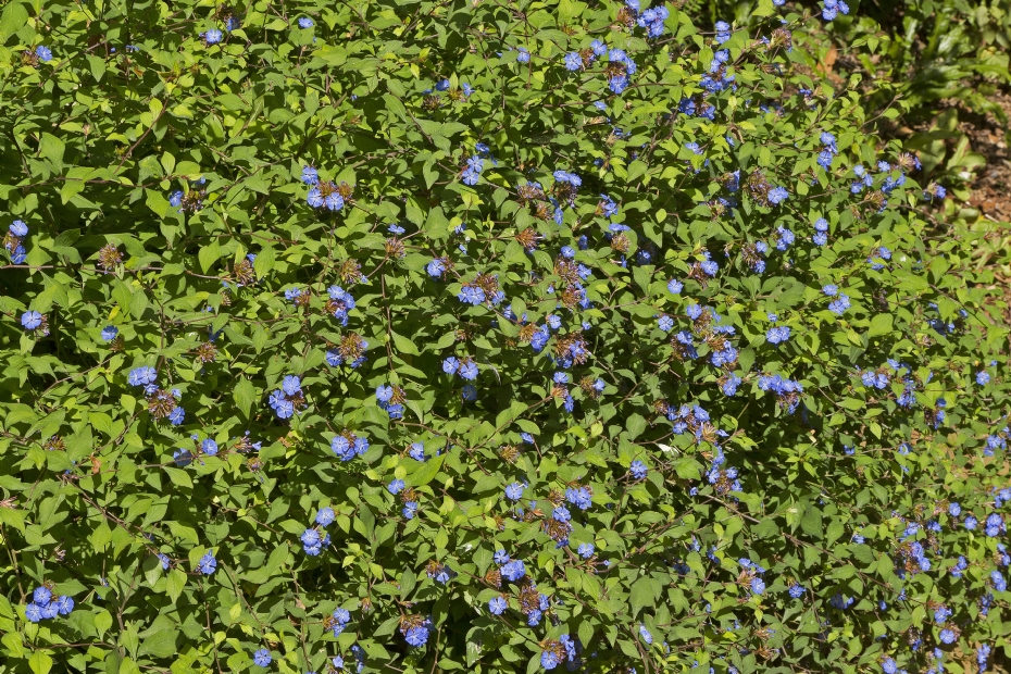 <i>Ceratostigma willmottianum</i> (loodkruid) <i>Ceratostigma willmottianum</i> (loodkruid)