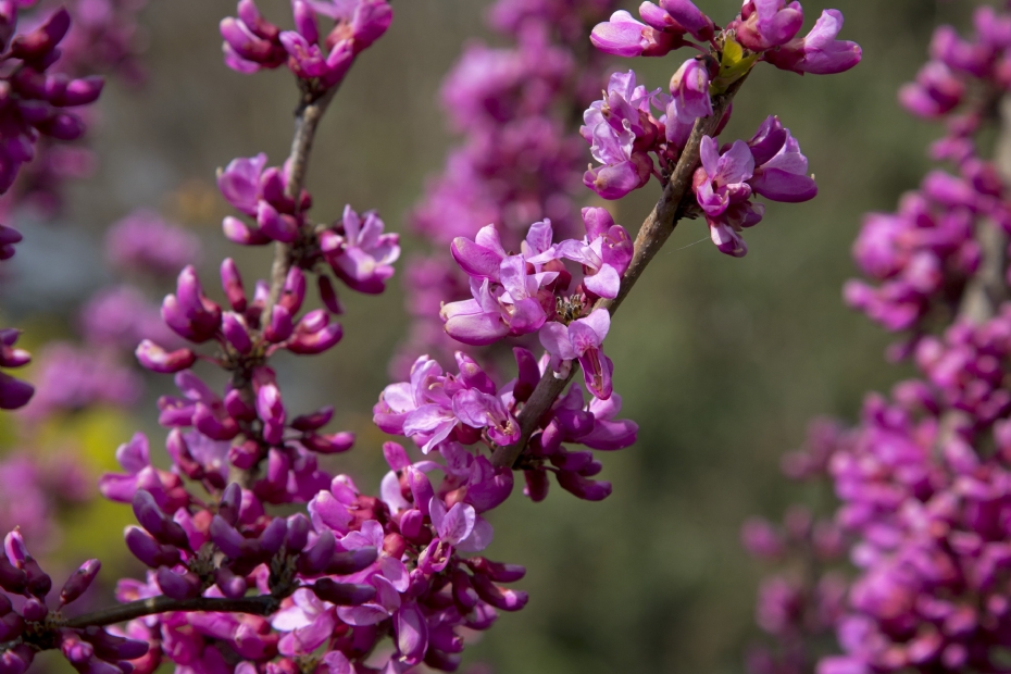 <i>Cercis chinensis</i> 'Avondale' (Chinese judasboom) <i>Cercis chinensis</i> 'Avondale' (Chinese judasboom)