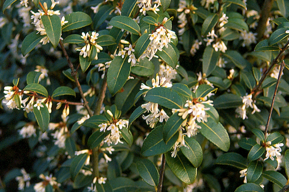 <i>Osmanthus burkwoodii</i> (schijnhulst) <i>Osmanthus burkwoodii</i> (schijnhulst)